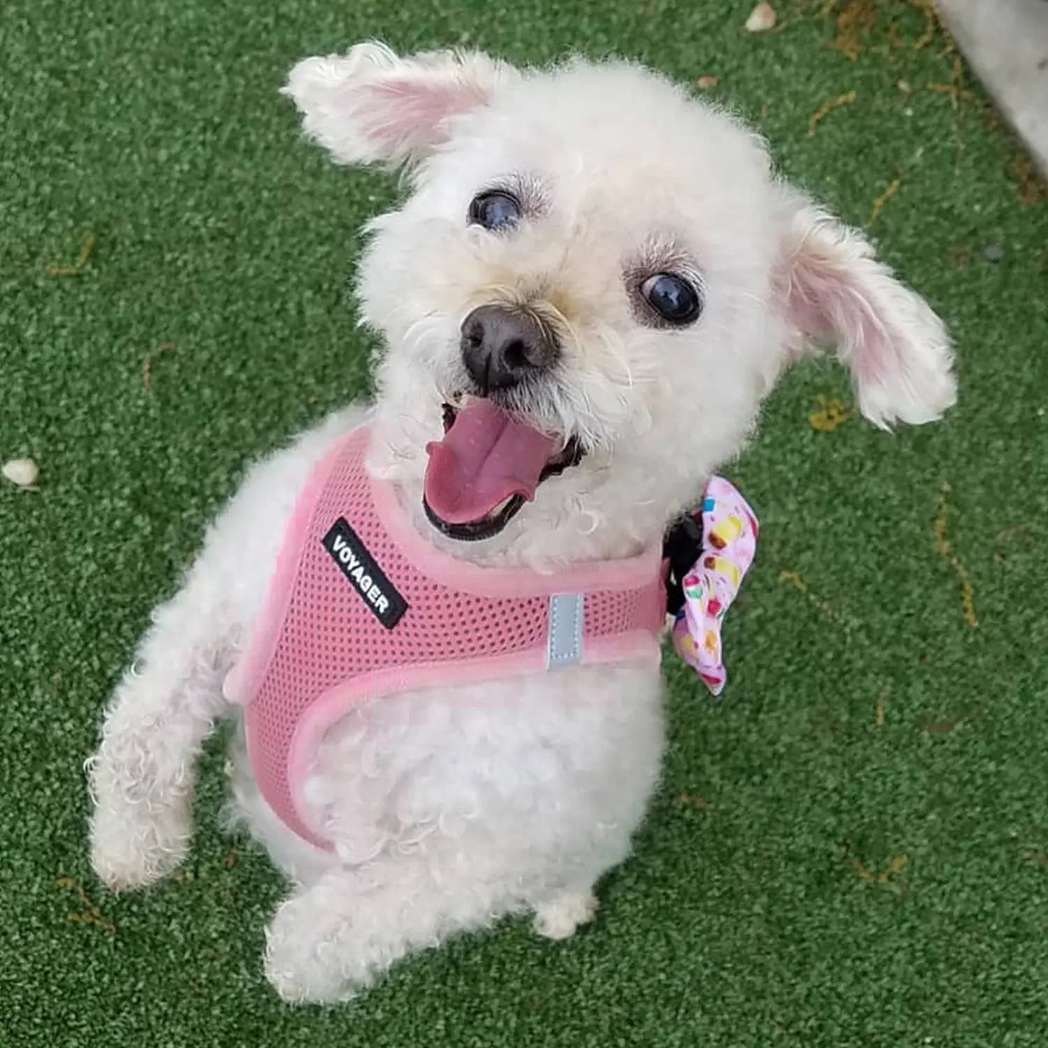 Voyager Step-In Air Dog Harness No Pull - Breathable All Weather Mesh, Lightweight Adjustable Vest for Small Medium Dogs & Cats - Reflective, Triple Security, Easy Step-In Design by Best Pet Supplies